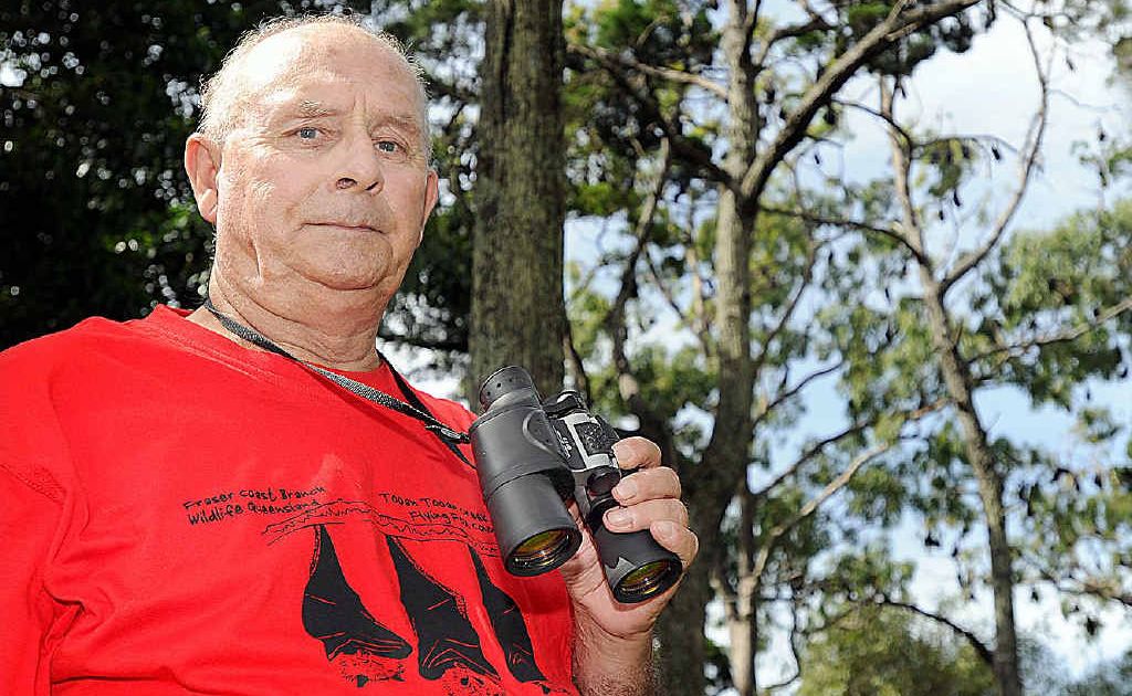 Hervey Bay Environmentalist John Parsons keeps an eye on the flying foxes. Hervey Bay Environmentalist John Parsons keeps an eye on the flying foxes.